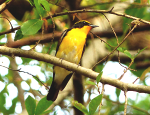 Narcissu Flycatcher