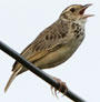 Indochinese Bushlark