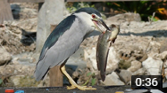 Black-crowned Night Heron