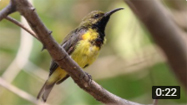 Olive-backed Sunbird