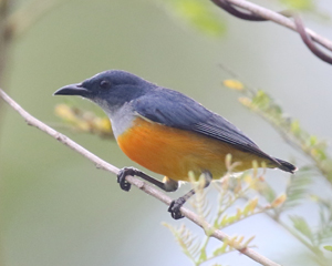 Orange-bellied Flowerpecker