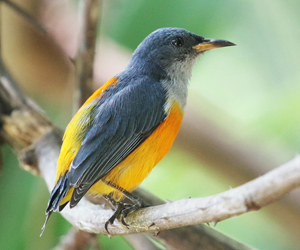 Orange-bellied Flowerpecker