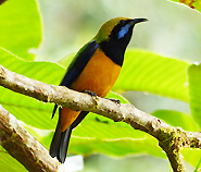 Orange-belied Leafbird