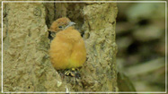 Orange-breasted Trogon