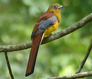 Orange-breasted Trogon