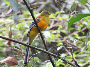 Orange-breasted Trogon