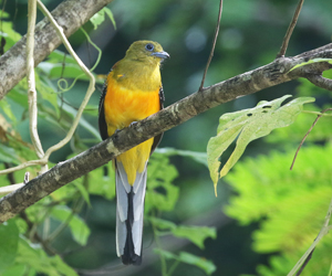 Orange-breasted Trogon