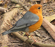 Orange-headed Thrush