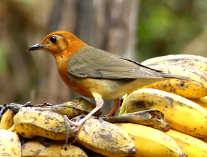Orange-headed Thrush