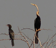 Little Cormorant & Oriental Darter