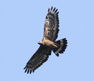 Oriental Honey Buzzard