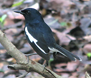 Oriental Magpie Robin