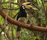 Oriental Pied Hornbill
