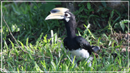 Oriental Pied Hornbill