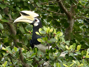 Oriental Pied Hornbill