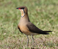 Oriental Pratincole