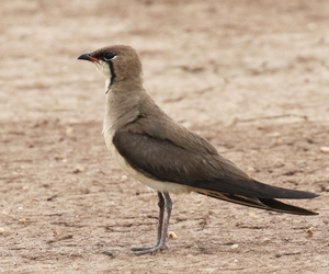 Oriental Pratincole