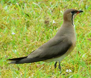 Oriental Pratincole