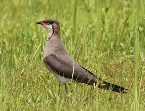 Oriental Pratincole