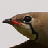 Oriental Pratincole