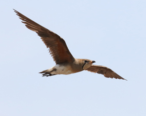 Oriental Pratincole