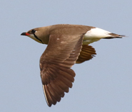 Oriental Pratincole