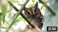 Oriental Scops Owl