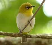 Oriental White-eye