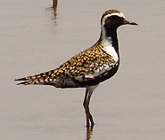 Pacific Golden Plover