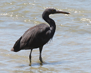 Pacific Reef Egret