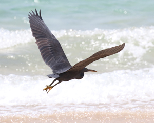 Pacific Reef Egret