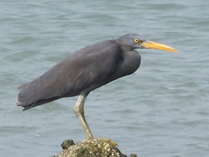 Pacific Reef Egret