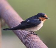 Pacific Swallow