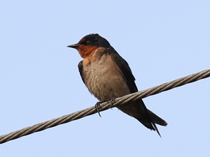 Pacific Swallow