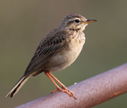 Paddyfield Pipit