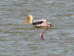 Painted Stork