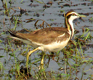 Pheasant-tailed Jacana