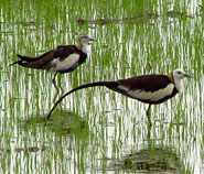 Pheasant-tailed Jacanas