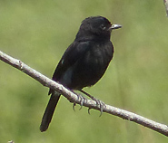 Pied Bushchat