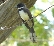 Pied Fantail