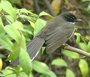 Pied Fantail