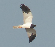 Pied Harrier