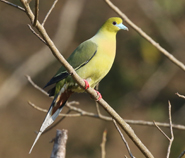 Pin-tailed Green Pigeon