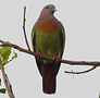 Pink-necked Green Pigeon