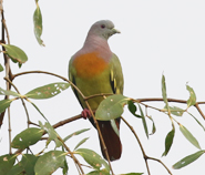 Pink-necked Green Pigeon