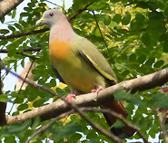 Pink-necked Green Pigeon