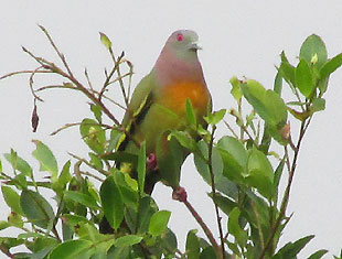 Pink-necked Green Pigeon