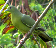 Pink-necked Green Pigeon