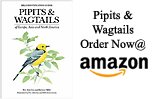 Pipits & Wagtails