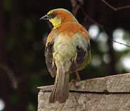 Plain-backed Sparrow